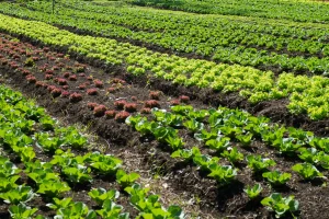 vegetable-crops-agricultural-production